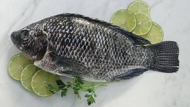 Ikan tilapia merupakan jenis ikan air tawar yang mengandung protein tinggi yang bermanfaat bagi pertumbuhan, perkembangan, dan pemenuhan gizi anak Indonesia.