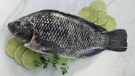 Manfaat Ikan Tilapia bagi Kecukupan Gizi Anak Indonesia
