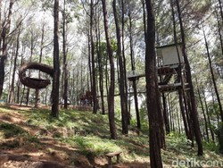 4 Hutan Pinus di Bantul yang Mirip Lokasi Film Tilik