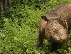Badak Sumatra di Ambang Kepunahan