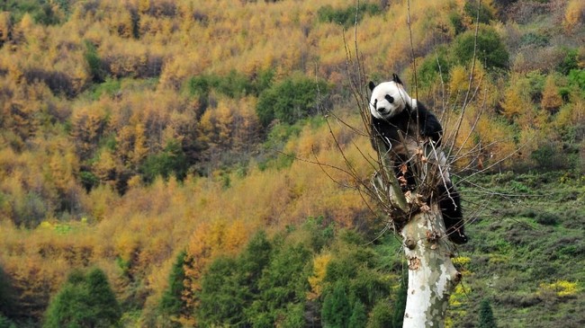 Seekor panda albino pertama di dunia tertangkap kamera di sebuah hutan bambu di Sichuan, China.