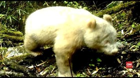 VIDEO: Panda Albino Tertangkap Kamera di China