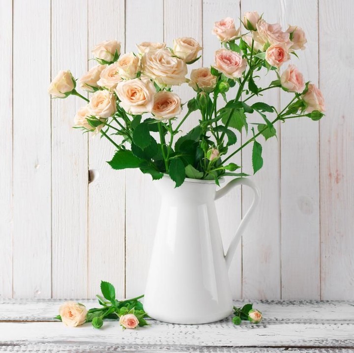 <p>Mawar dikenal sebagai lambang cinta dan kecantikan. Harumnya yang memikat membuat mawar kerap digunakan sebagai bahan parfum. (Foto: iStock)</p>