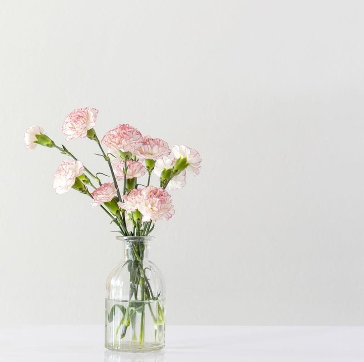 <p>Bunga anyelir atau <em>Carnation</em> mempunyai simbol yang berbeda tergantung warna. Anyelir putih misalnya, merepresentasikan cinta yang murni dan keberuntungan. (Foto: iStock)</p>
