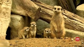 VIDEO: Kebun Binatang Thailand Sambut Kelahiran Anak Meerkat