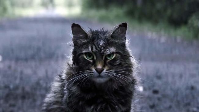 Aktor kucing di produksi ulang 'Pet Sematary,' Leo mati tak lama setelah filmnya dirilis. Di film, ia menjadi Church, kucing yang bangkit dari kematian.