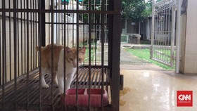Cerita Fuji 30 Kali Lebaran Bersama Anjing dan Kucing