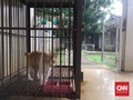 Cerita Fuji 30 Kali Lebaran Bersama Anjing dan Kucing