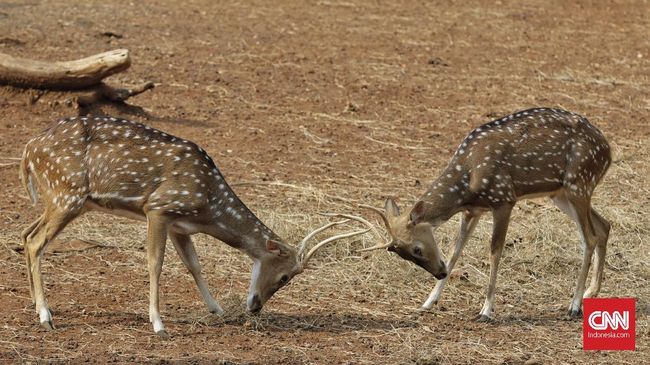 Ribuan pengunjung memanfaatkan liburan Lebaran untuk berwisata ke kebun binatang Ragunan di Jakarta, Kamis, 6 Juni 2019. Peningkatan kunjungan ke Ragunan diperkirakan berlangsung selama 11 hari,  yakni 6 Juni hingga 16 Juni atau masa liburan Lebaran. Dengan prediksi puncak pengunjung pada akhir pekan nanti diperkirakan rata-rata ada 150.000 orang yang mengunjungi Ragunan. (CNN Indonesia/Adhi Wicaksono)