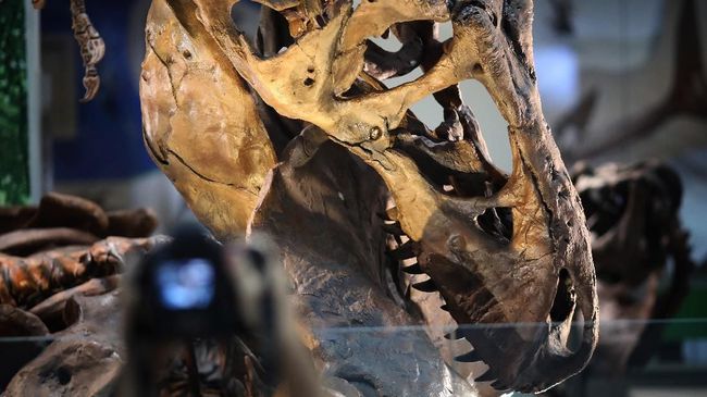 Smithsonian's National Museum of Natural History akhirnya bisa memajang kerangka T.rex.