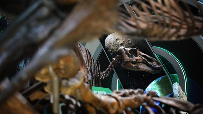 FOTO: Menatap Gagah si Karnivora Purba