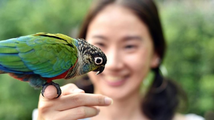 Environment human and nature concept, Parrot bird on young girl hand, Smiling woman playing with her bird pet.