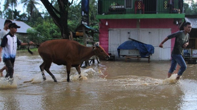 Banjir merendam sedikitnya tiga desa di Kabupaten Aceh Jaya, Aceh, Sabtu (20/7), yang disebabkan guyuran hujan dan mengakibatkan aliran sungai meluap.