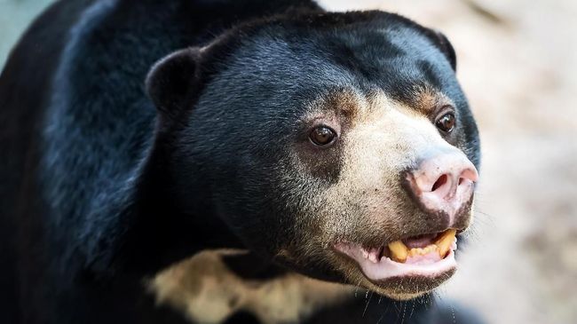 Colorado Parks and Wildlife (CPW) mengatakan pihaknya melakukan eutanasia alias suntik mati terhadap beruang "agresif" itu usai pencarian beberapa hari.