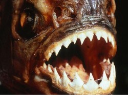 Piranha Hitam yang Konon Gigitannya Setara T-Rex