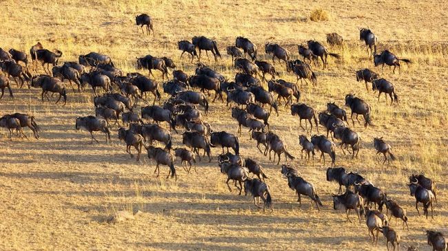 Ratusan ribu turis dari penjuru dunia bersiap mendatangi Maasai Mara pada Agustus untuk menyaksikan "drama" migrasi hewan liar.