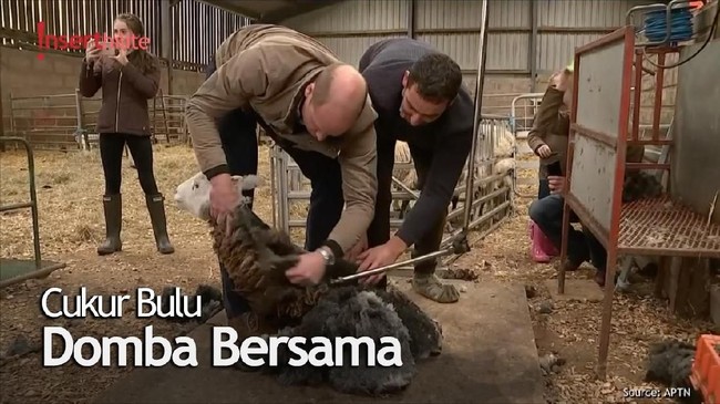 Keseruan Kate Middleton dan Pangeran William Kunjungi Peternakan