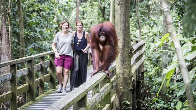 5 Lokasi Wisata Observasi Orangutan