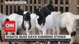 VIDEO: Wisata Budi Daya Kambing Etawa