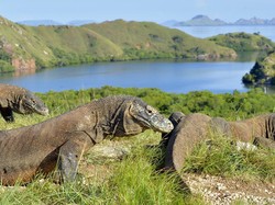 Taman Nasional Komodo dan Fakta Seputar Kadal Purba Raksasa Indonesia