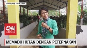 VIDEO: Memadu Hutan Dengan Peternakan (1-5)