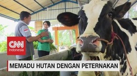 VIDEO: Memadu Hutan Dengan Peternakan (3-5)