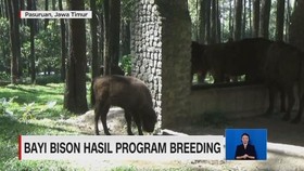 VIDEO: Bayi Bison Hasil Program Breeding Lahir