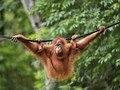 Malaysia dan Thailand Kembalikan 11 Orang Utan ke Indonesia