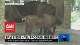 VIDEO: 3 Bison Breeding Ramaikan Taman Safari Prigen
