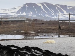 Fenomena Panas Panjang di Siberia, Terjadi 80.000 Tahun Sekali