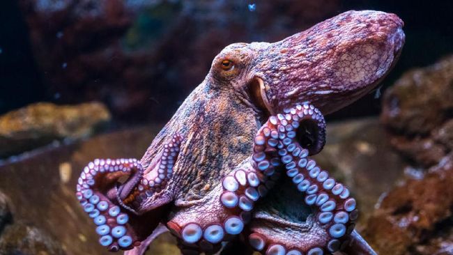 Jakarta Aquarium memiliki koleksi hewan laut baru yang unik dan cantik.