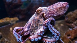 Spesies Baru Gurita Dumbo Ditemukan di Dalam Laut