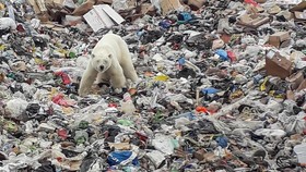 FOTO: Beruang Kutub Makan Sampah di Rusia