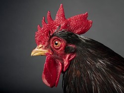 Sunat Model Jengger Ayam Bisa Dongkrak Kepuasan Seks? Ini Kata dr Boyke