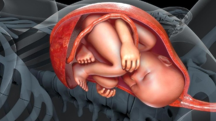Saat janin berusia 6 bulan dalam kandungan, kenapa bisa dilahirkan tapi prematur? Begaimana penampakannya dalam kandungan?