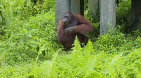 VIDEO: Wisata Konservasi Orang Utan