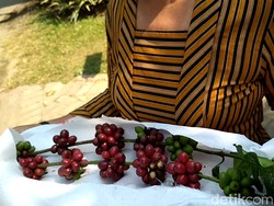 Melihat Ritual Manten Kopi di Blitar