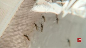 VIDEO: Riset Racun Laba-laba untuk Obati Malaria