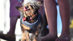 Scamp the Tramp Dinobatkan Jadi Anjing Terjelek di Dunia 2019