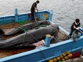 Besok, Jepang Bakal Kembali Buru Paus
