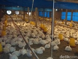 Peternak Ayam Terhimpit Perusahaan Integrator yang Kuasai 80% Pasar