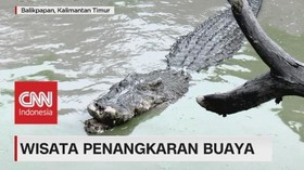 VIDEO: Wisata Penangkaran Buaya