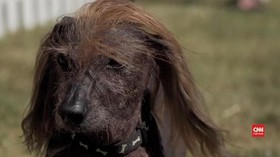 VIDEO: Kontes Anjing Terburuk Digelar di California