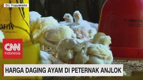 VIDEO: Harga Ayam di Tingkat Peternak di DIY Anjlok