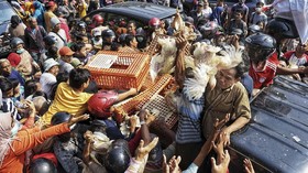 FOTO: Protes Harga Anjlok, Peternak Bagi-bagi Ayam Gratis