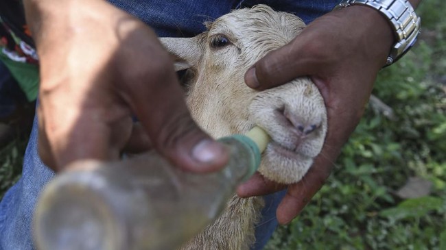 Anak kambing bermata satu bikin geger warga Simalungun. Kehadirannya menjadi tontonan banyak warga.
