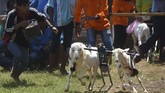 FOTO: Balap Kambing Menyambut Panen Karapan kambing merupakan tradisi turun temurun warga Probolinggo, khususnya masyarakat Pandulungan.
