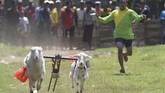 FOTO: Balap Kambing Menyambut Panen Karapan kambing merupakan tradisi turun temurun warga Probolinggo, khususnya masyarakat Pandulungan.