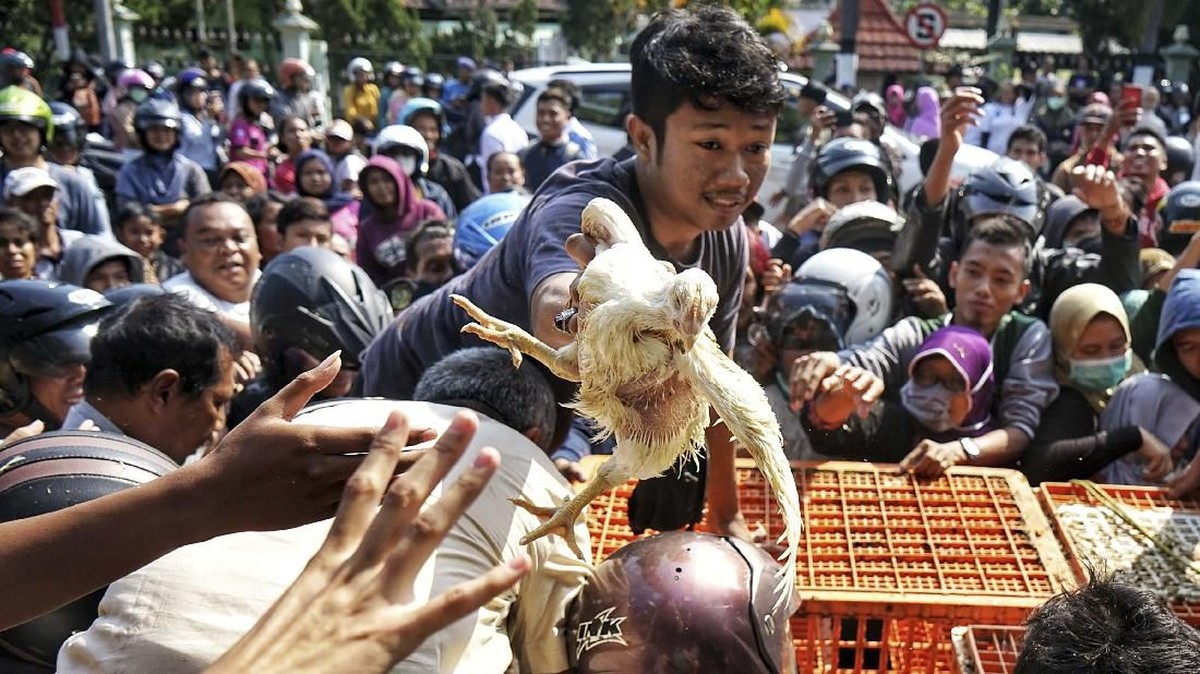 FOTO: Protes Harga Anjlok, Peternak Bagi-bagi Ayam Gratis