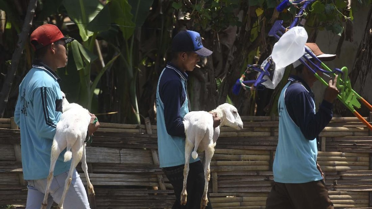 FOTO: Balap Kambing Menyambut Panen